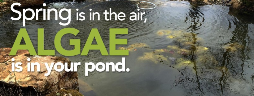 Spring is in the Air, Algae’s in your pond…