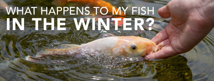 What Happens to My Fish in the Winter?