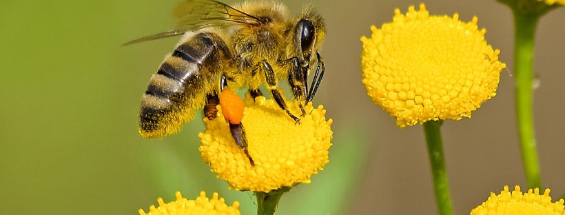 Add a Water Feature and Save the Bees, Part II