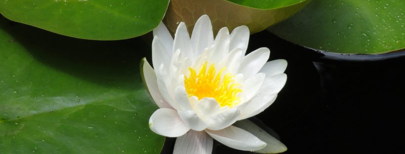 Caring For Aquatic Plants For Every Season