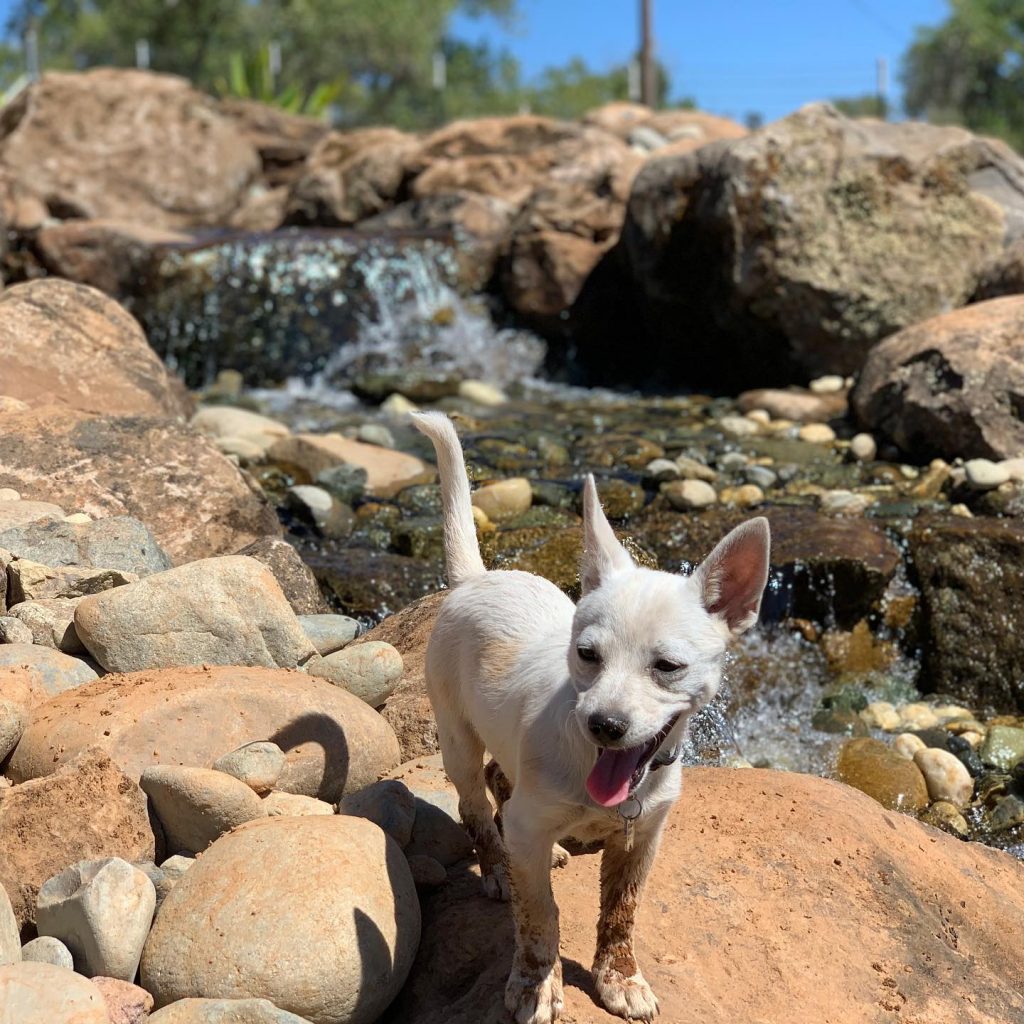Little white dog standing on a waterfall