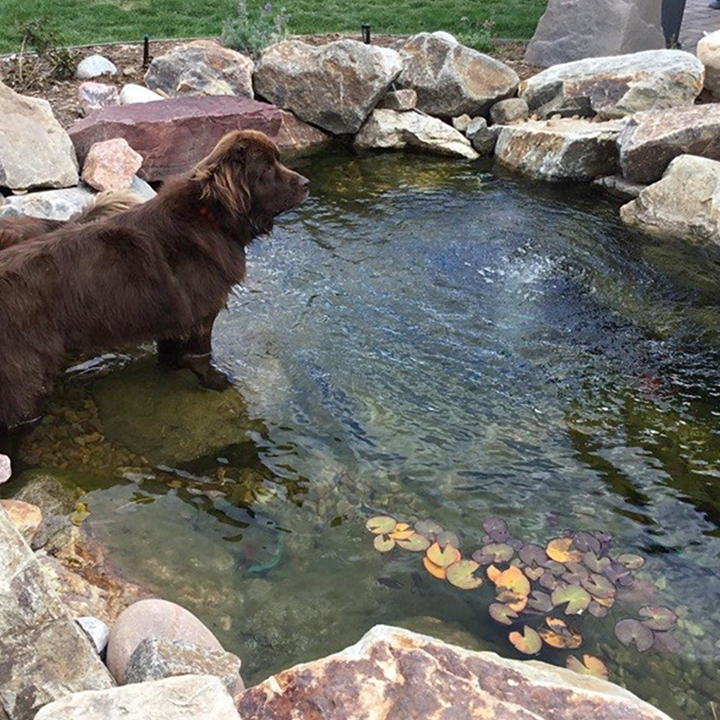 Water Feature Archives Advice From, How To Keep Dogs Out Of Garden Ponds