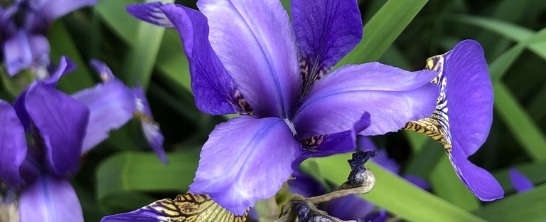 An Iris-istible Flower To Add To Your Pond