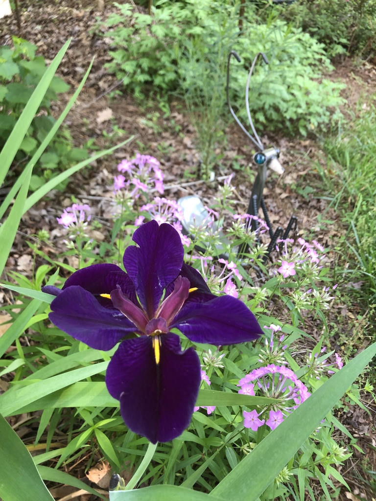 Lousiana Iris
