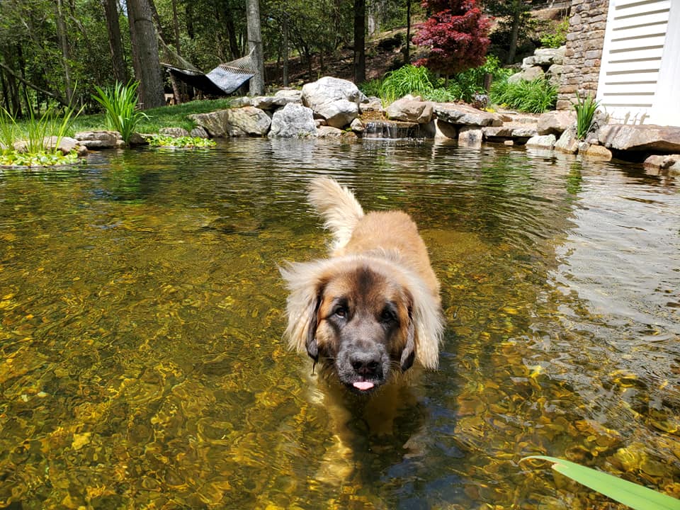 Dog swimming in pond with small waterfall by Liquid Landscapes