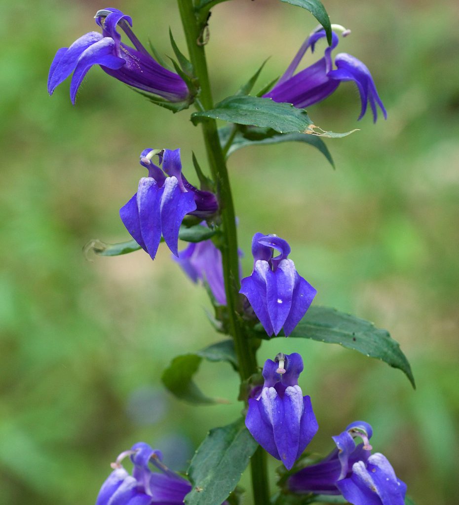 Blue Lobelia flower