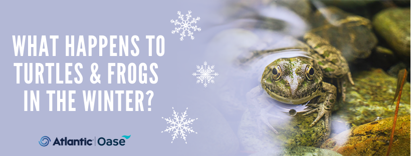 What Happens to Turtles and Frogs in the Winter?