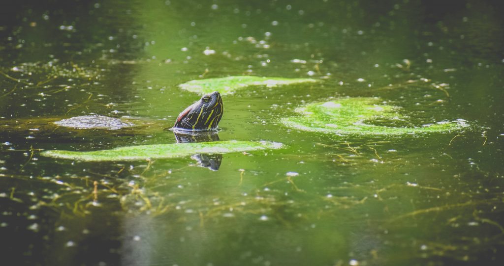 Turtle with head sticking out of pond