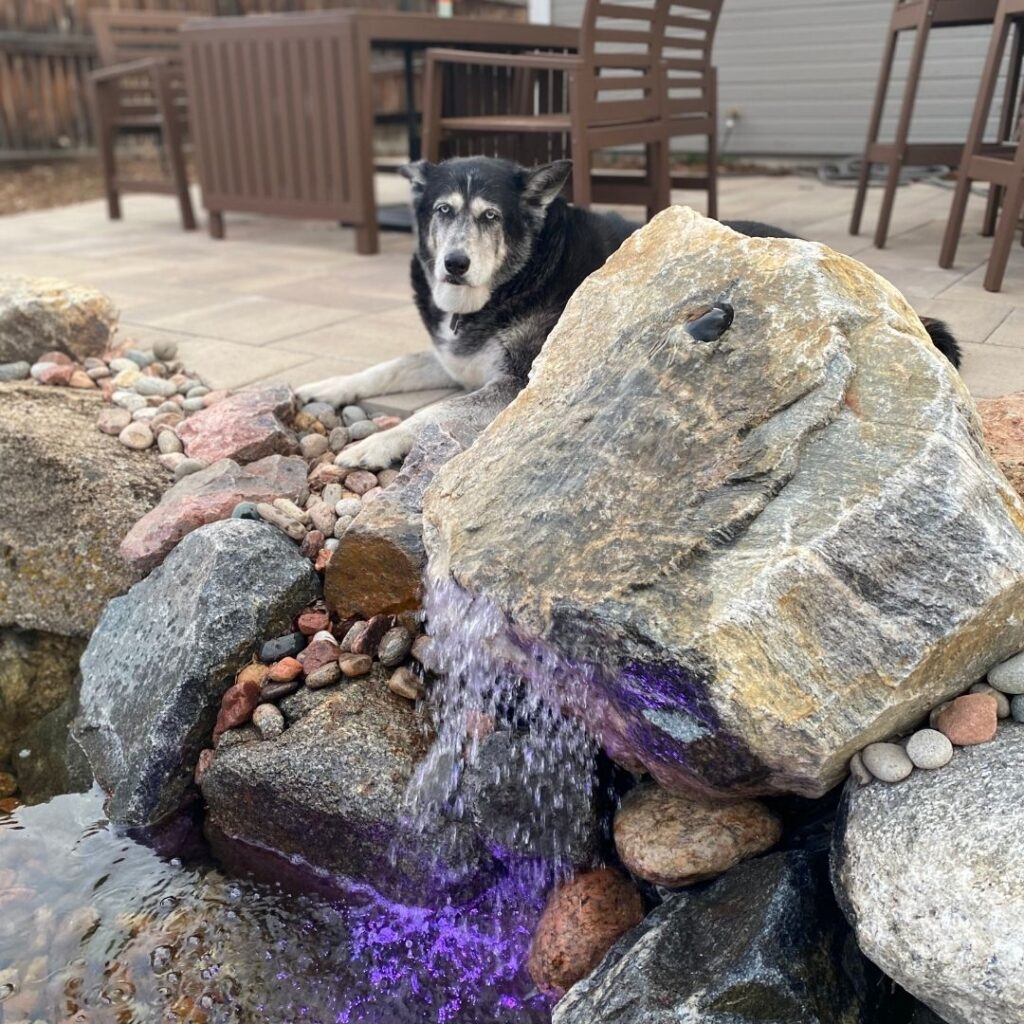 dog sitting on a patio next to a rock fountain 