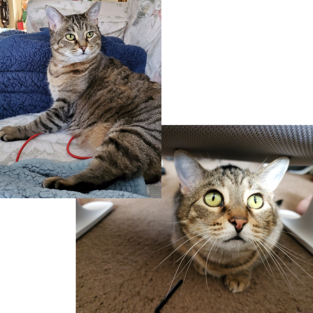 collage of two pictures of a tabby cat