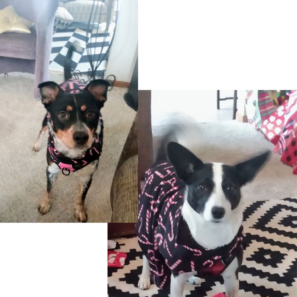collage picture of two dogs wearing Christmas candy cane pajamas