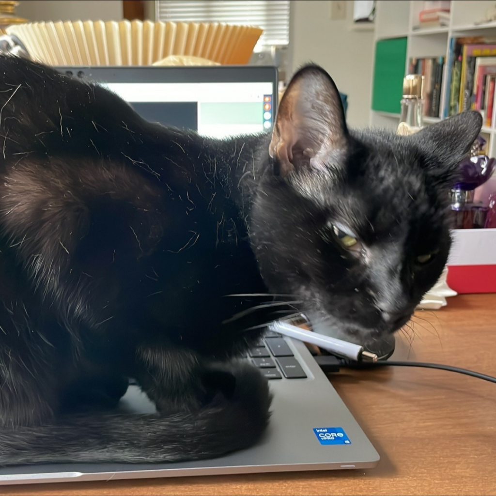 black cat sitting on a laptop