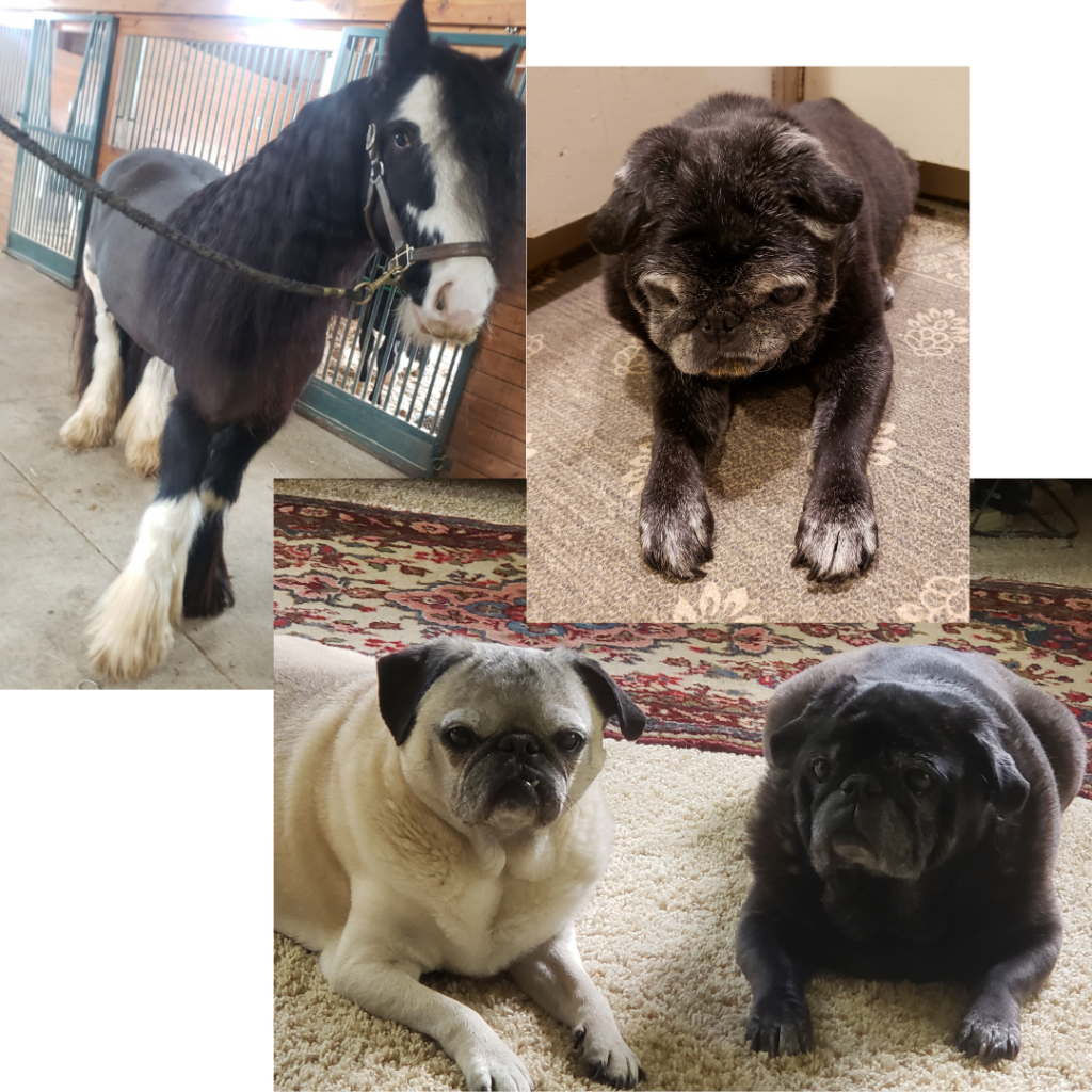 collage collection of pictures of 3 pugs and a horse