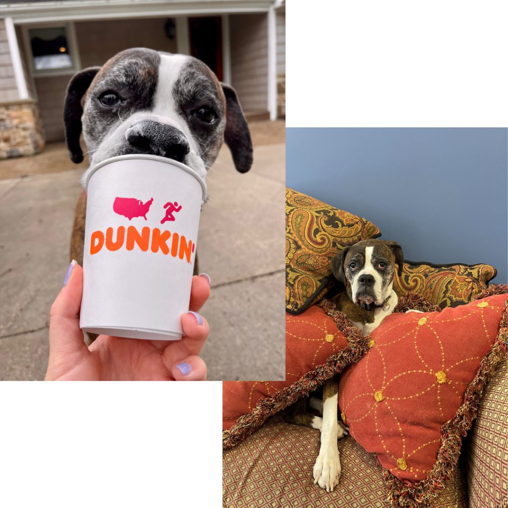 boxer dog sitting on couch and eating a pup cup from Dunkin collage pictures 