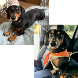 two collage pictures of a dachshund 