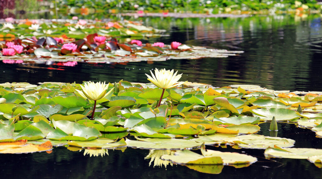Pond with white lilies