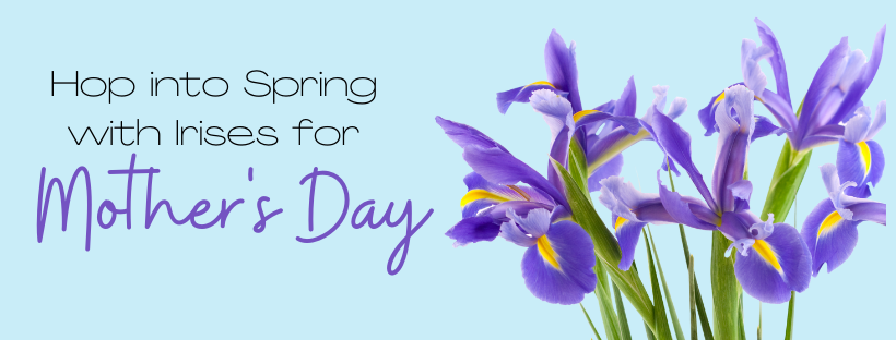 Hop into Spring with Irises for Mother’s Day