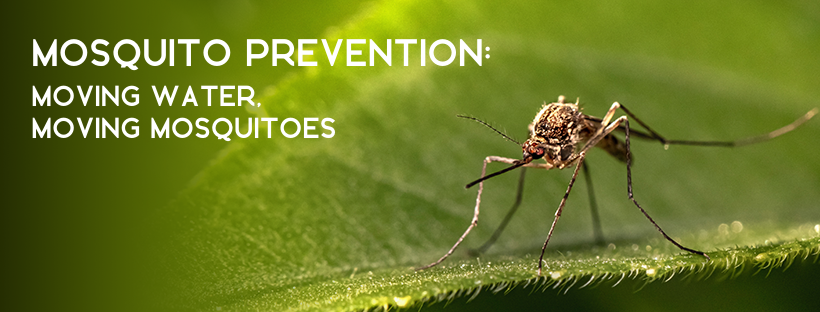 Mosquito Prevention: Moving Water, Moving Mosquitoes